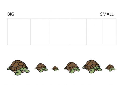 turtle size ordering