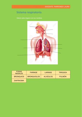 Sistema Respiratorio. Nombres.