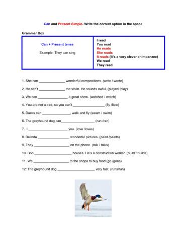 Can and Present Simple