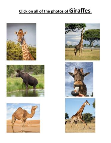 Giraffes