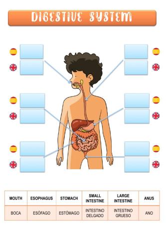 Digestive system - sistema digestivo