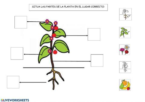 Partes de la planta
