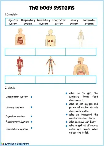 Body systems