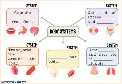 Body systems mindmap