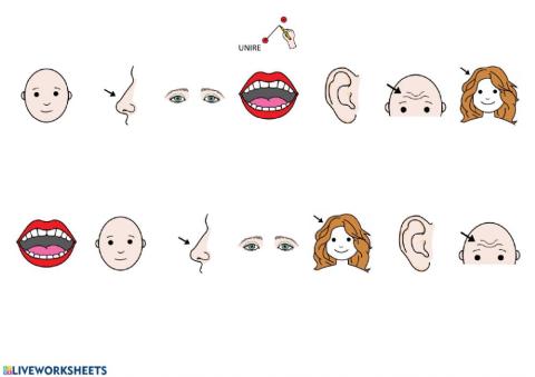 Le parti della testa