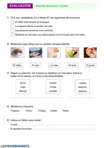 Repaso y evaluación sentidos, huesos y músculos