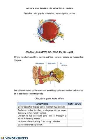Fisiología del ojo y el oído