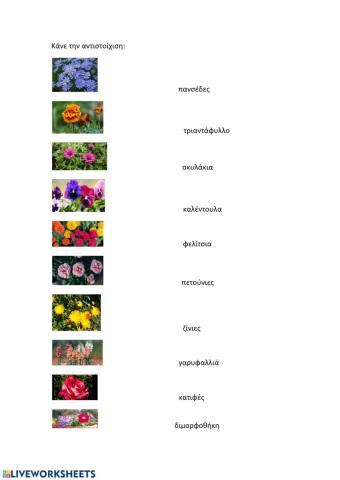 Μαθαίνω ονόματα λουλουδιών