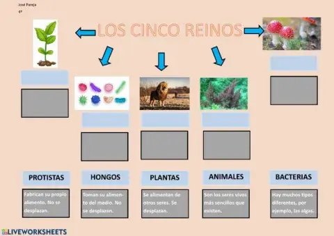Cinco reinos seres vivos