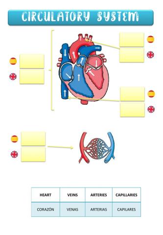 Circulatory system - sistema circulatorio