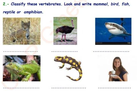 Vertebrate animals