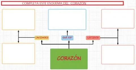 Esquema corazón
