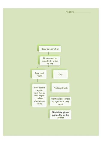 Unit 4 Plant Respiration