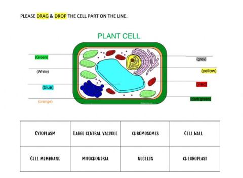 Parts of the Plant Cell