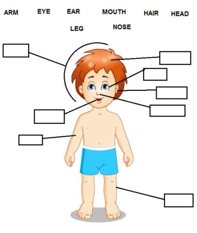 Parts of the body