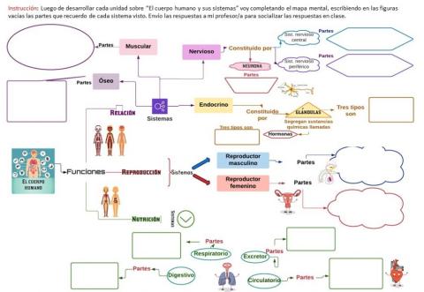El cuerpo humano y sus sistemas