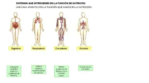Nutrición: aparatos