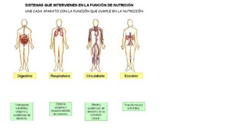 Nutrición: aparatos