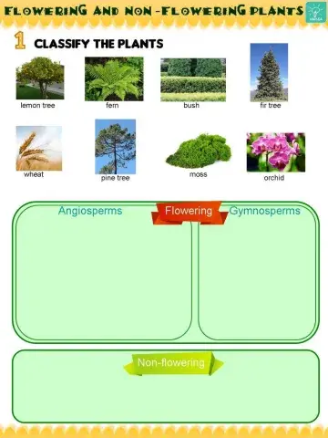 Flowering and non-flowering plants