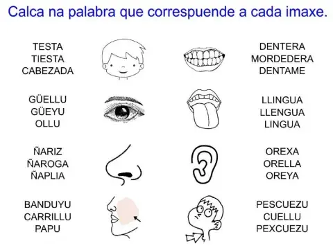 El cuerpu (partes d'enriba)