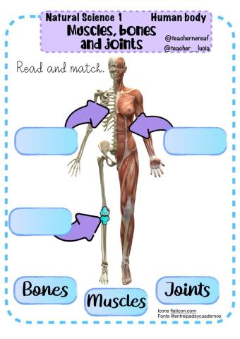 Human body:bones, muscles and joints