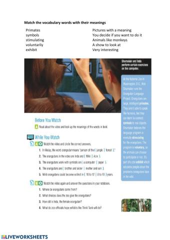 video the orangutan language