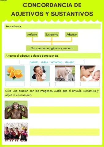 Concordancia de sustantivos y adjetivos