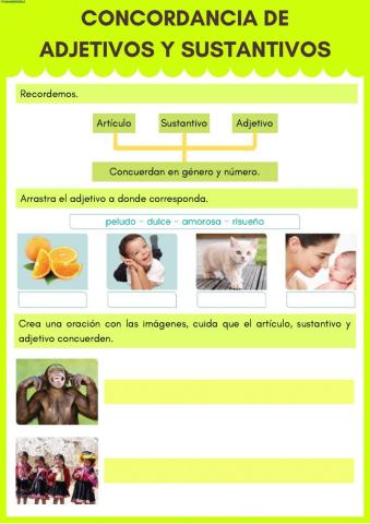 Concordancia de sustantivos y adjetivos
