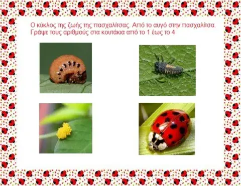 Ο κύκλος της ζωής της πασχαλίτσας