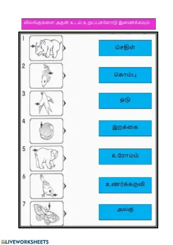 விலங்குகள்