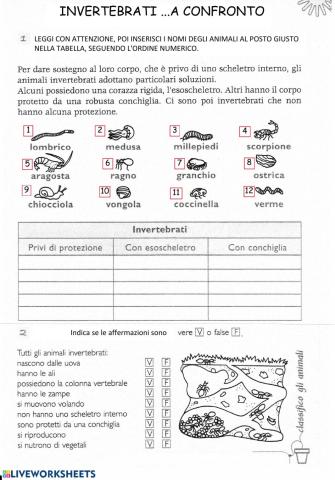 Invertebrati ...a confronto