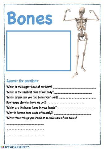 Bones