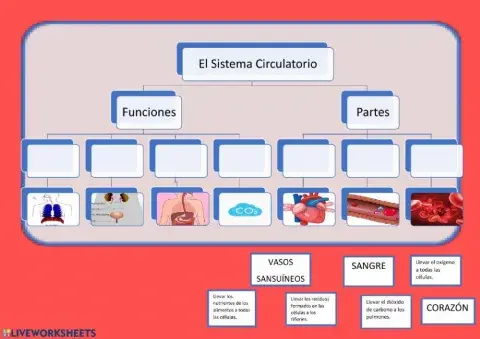 El sistema circulatorio