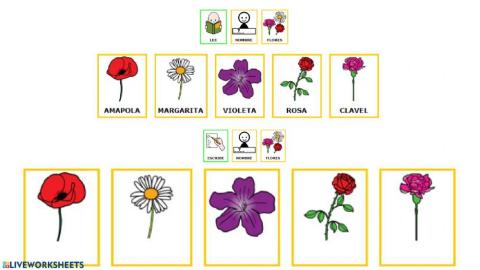 Vocabulario flores