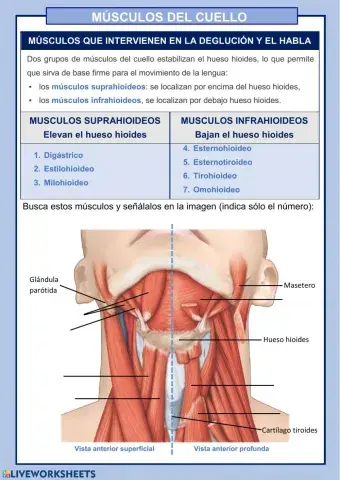 MÚSCULOS DEL CUELLO