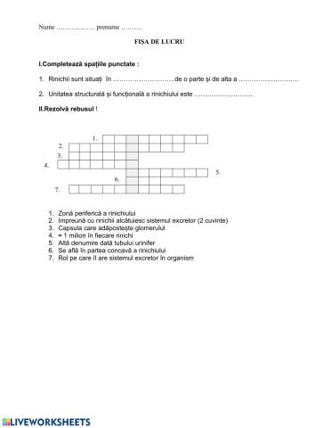 Structura rinichiului