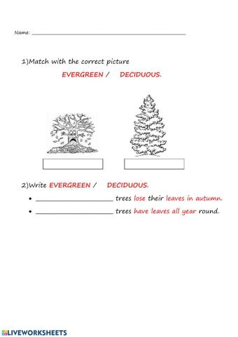 Deciduos and evergreen trees