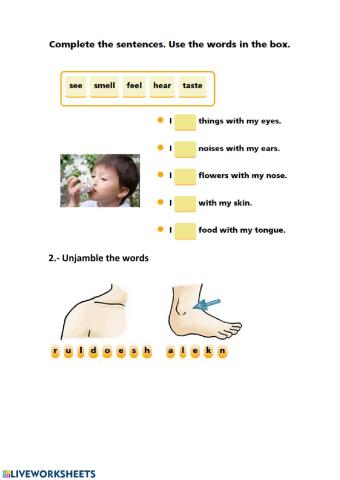 Senses&JOINT& ORGANS