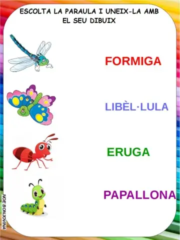 Vocabulario insectos