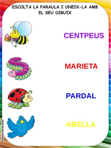 Vocabulario insectos