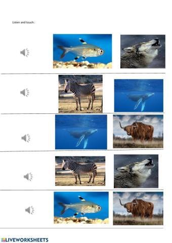 Animal ALphabet WXYZ