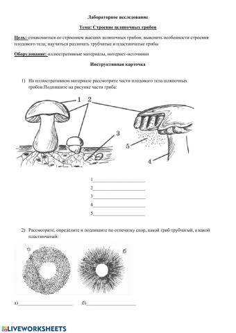 Шляпочные грибы