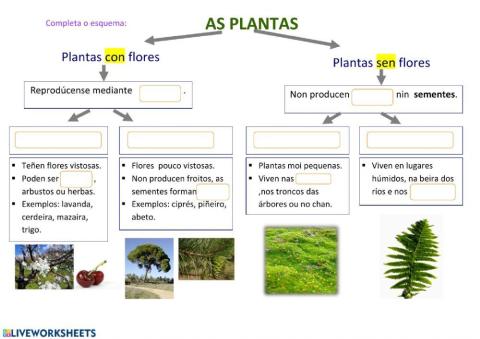 As plantas
