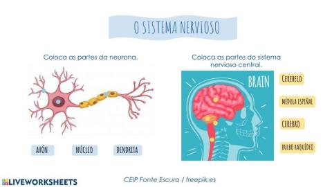 O sistema nervioso
