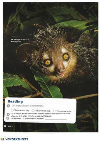 Animals Reading