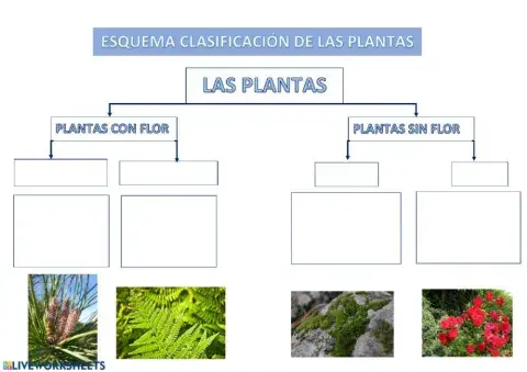 Clasificación de las Plantas