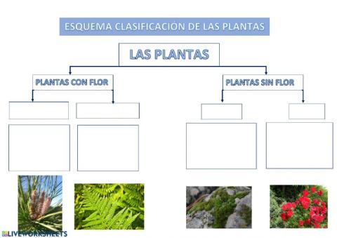 Clasificación de las Plantas
