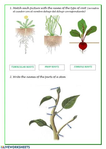 Vegetative parts of a plant