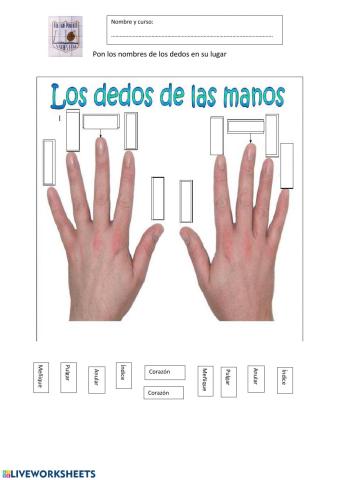 Nombre de los dedos