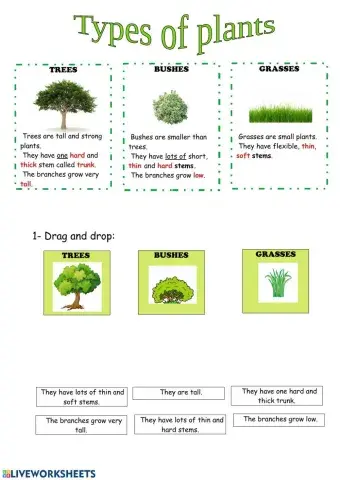 Types of plants